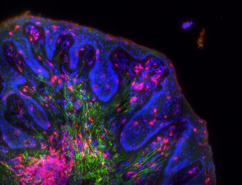 Illustration for article titled OMG These Images of the Sub-Microscopic World Are Amazing
